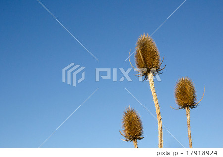 Wild teasels closeup 17918924