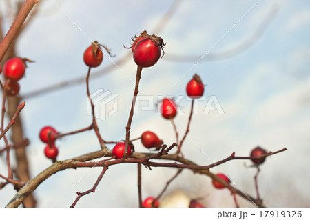 Autumnl photo of dogrose (dog-bramble) 17919326