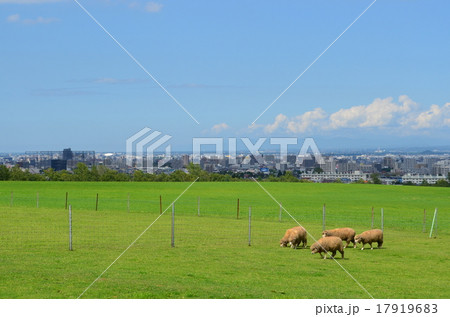 さっぽろ羊ケ丘展望台　札幌市街地と羊 17919683