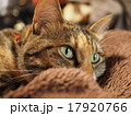 ニャンコ 17920766