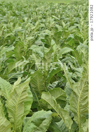 煙草畑 煙草畑 17921082