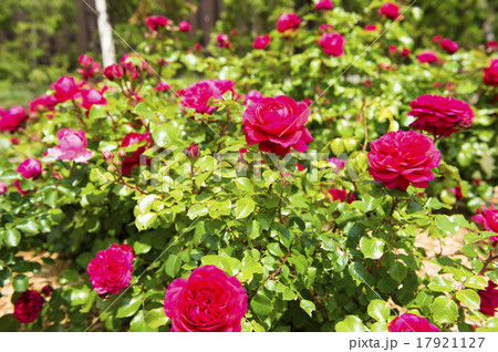 バラ園(レッド レオナルド ダ ヴィンチ) バラ園(レッド レオナルド ダ ヴィンチ) 17921127