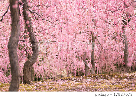 京都市伏見区にある城南宮で撮影した梅の写真素材