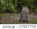 猿の視線 17927739
