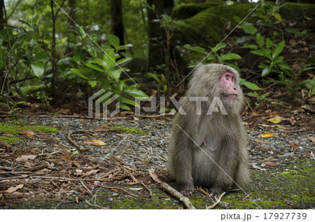 猿の視線 17927739