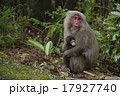 親子猿 17927740