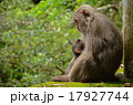見つめあう親子猿 17927744