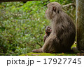 親子猿 17927745