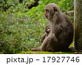 親子猿 17927746