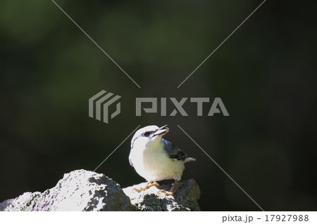 シロハラゴジュウカラ 17927988
