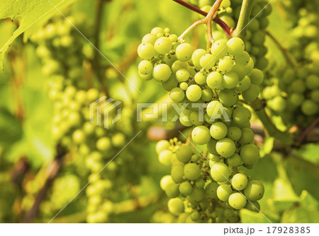 White grapes growing in vineyard 17928385