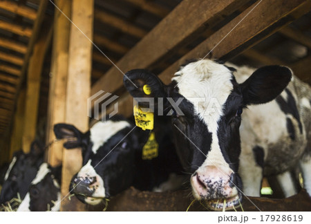 Cows in barn Cows in barn 17928619