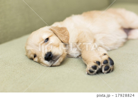 Portrait of puppy lying down on sofa Portrait of puppy lying down on sofa 17928824