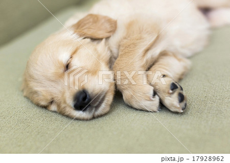 Puppy sleeping on sofa 17928962