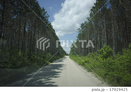 View of empty dirty road amidst forest View of empty dirty road amidst forest 17929425