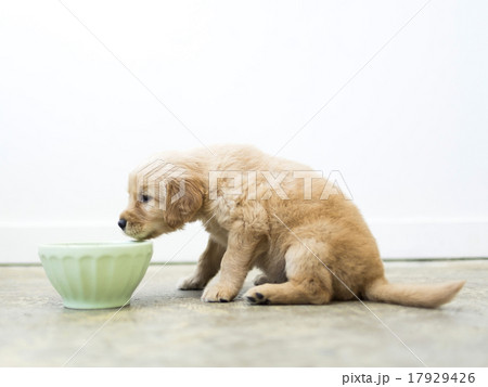 Golden Retriever puppy drinking water Golden Retriever puppy drinking water 17929426
