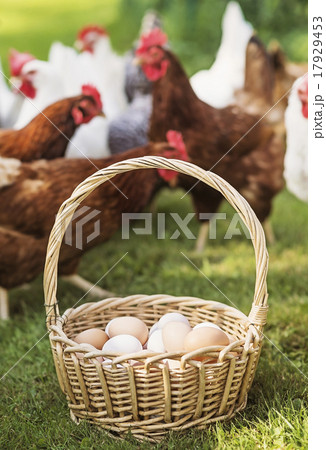Basket with eggs and hens Basket with eggs and hens 17929453