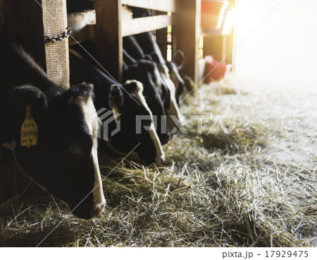 Cows eating hay Cows eating hay 17929475
