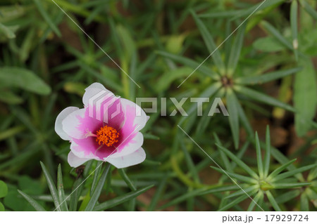 2色咲きマツバボタンの花 2色咲きマツバボタンの花 17929724