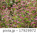 赤花そば 17929972