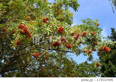 ナナカマド　秋イメージ 17932406