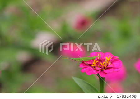 バッタとヒャクニチソウ赤花 17932409