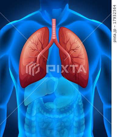 Lung cancer in human 17932564