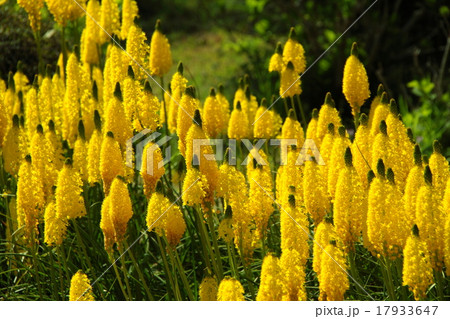 ブルビネラ・フロリブンダ 17933647