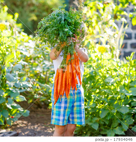 Adorable little child with carrots in  garden 17934046