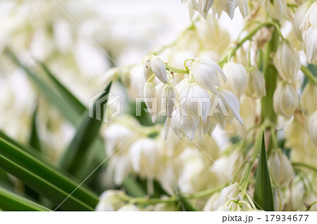 青年の木(ユッカ)の花 17934677