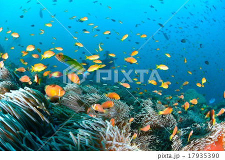 モルディブの海 17935390