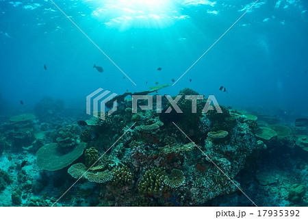 モルディブの海 モルディブの海 17935392