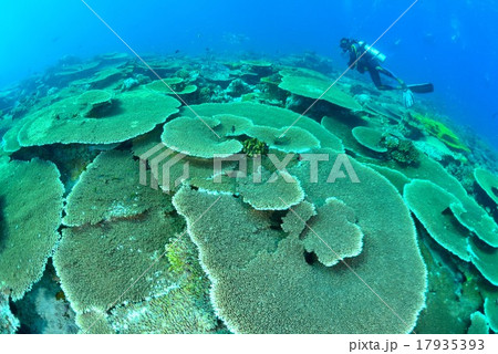 モルディブの海 モルディブの海 17935393