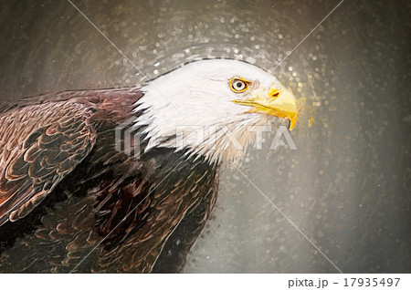 Portrait of a bald eagle. Drawn illustration 17935497