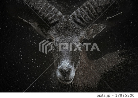Mouflon portrait. Digital drawing 17935500