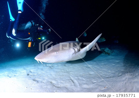 ナイトダイビング 17935771