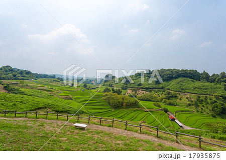 千早赤阪村の棚田 17935875