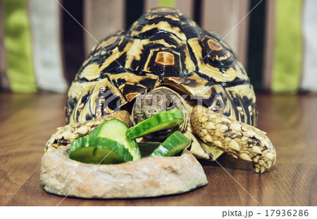Cute Leopard tortoise is feeding green cucumber 17936286