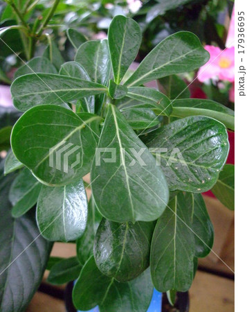 アデニウム 葉  アデニウム 葉  17936695