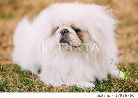 Close up portrait of young White Pekingese 17936760