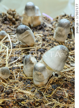 Straw mushrooms cultivated on rice straw beds Straw mushrooms cultivated on rice straw beds 17937177
