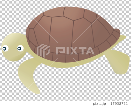 海龜 海龜 17938721
