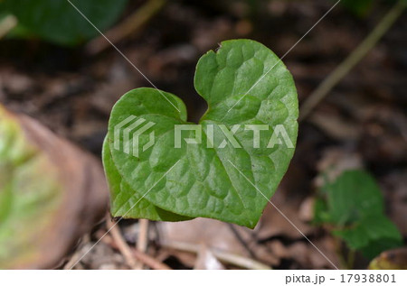 フタバアオイ 17938801