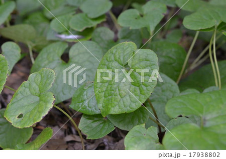 フタバアオイ 17938802