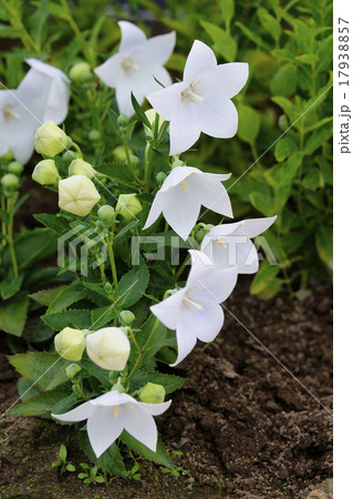 桔梗 桔梗 17938857