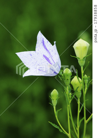 桔梗 桔梗 17938858