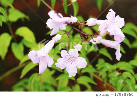 ピンクノウゼンカズラ 17938860