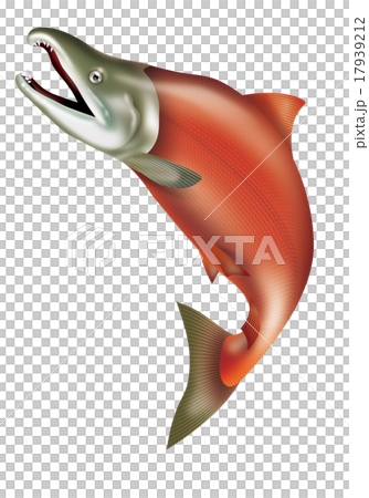 Illustration of red salmon / sockeye salmon. Red salmon. Illustration of red salmon / sockeye salmon. Red salmon. 17939212