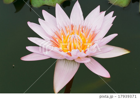 Purple lotus. Purple lotus. 17939371