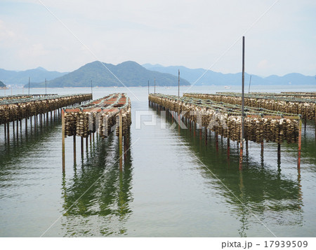 牡蠣の養殖風景 牡蠣の養殖風景 17939509